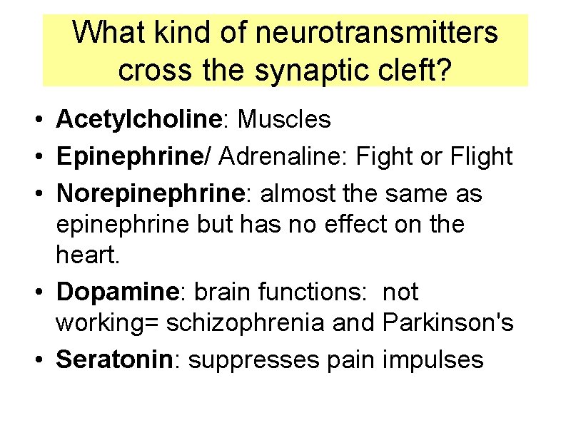 What kind of neurotransmitters cross the synaptic cleft? • Acetylcholine: Muscles • Epinephrine/ Adrenaline: