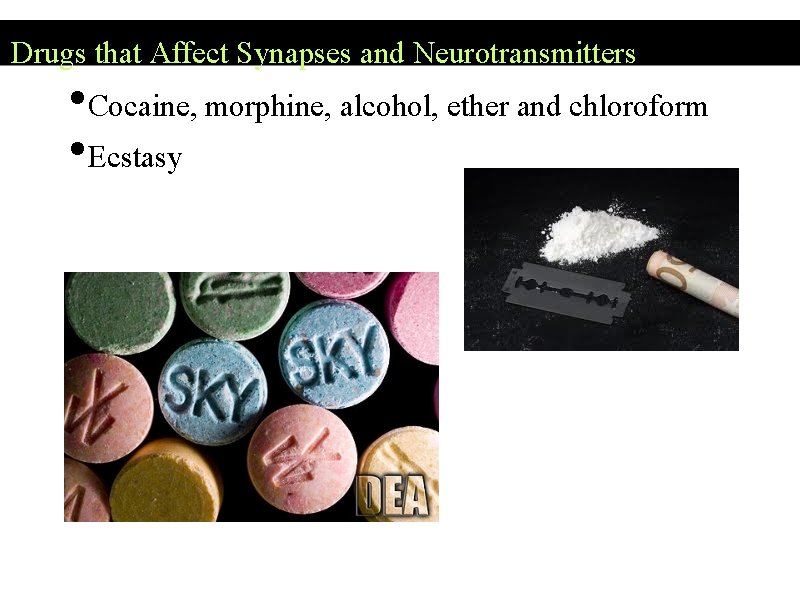 Drugs that Affect Synapses and Neurotransmitters • Cocaine, morphine, alcohol, ether and chloroform •