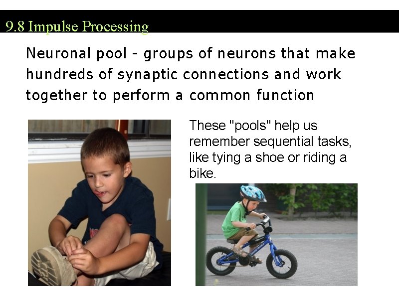 9. 8 Impulse Processing Neuronal pool - groups of neurons that make hundreds of