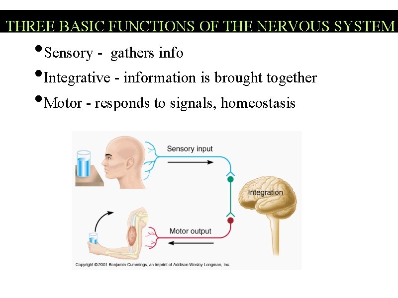 THREE BASIC FUNCTIONS OF THE NERVOUS SYSTEM • Sensory - gathers info • Integrative