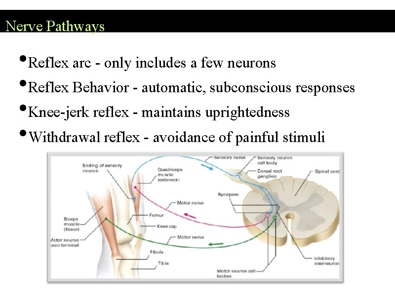 Nerve Pathways • Reflex arc - only includes a few neurons • Reflex Behavior