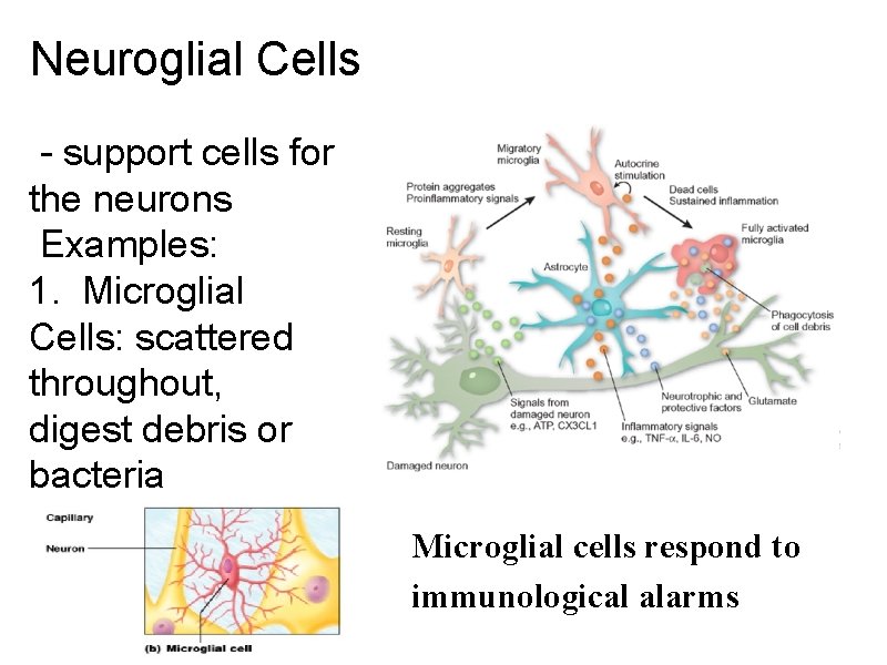 Neuroglial Cells - support cells for the neurons Examples: 1. Microglial Cells: scattered throughout,