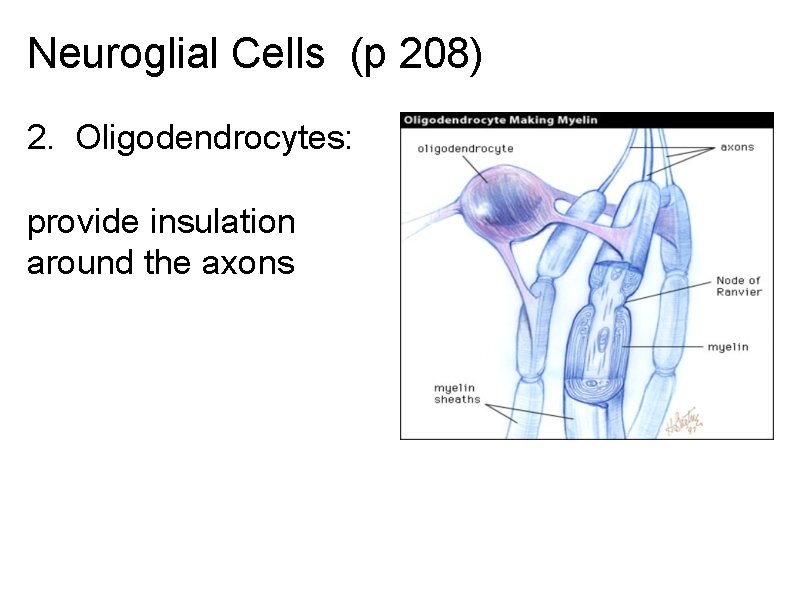Neuroglial Cells (p 208) 2. Oligodendrocytes: provide insulation around the axons 