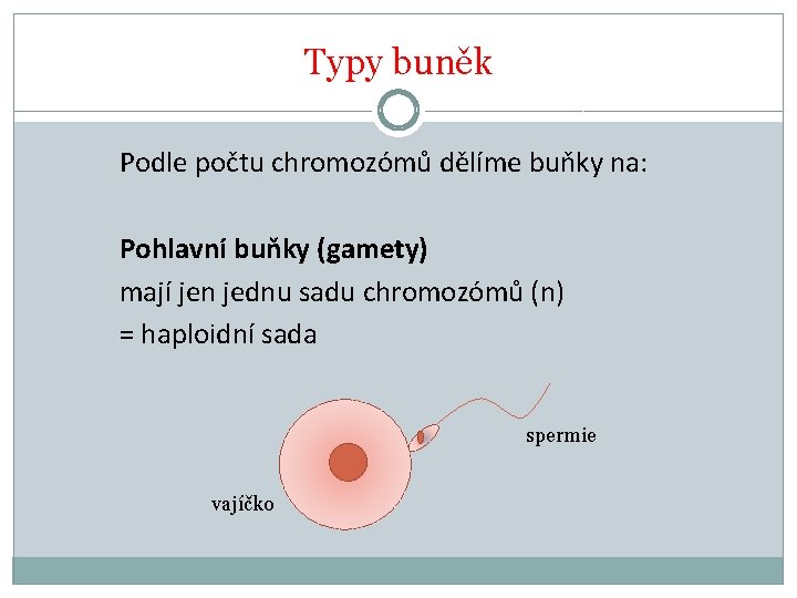 Typy buněk Podle počtu chromozómů dělíme buňky na: Pohlavní buňky (gamety) mají jen jednu