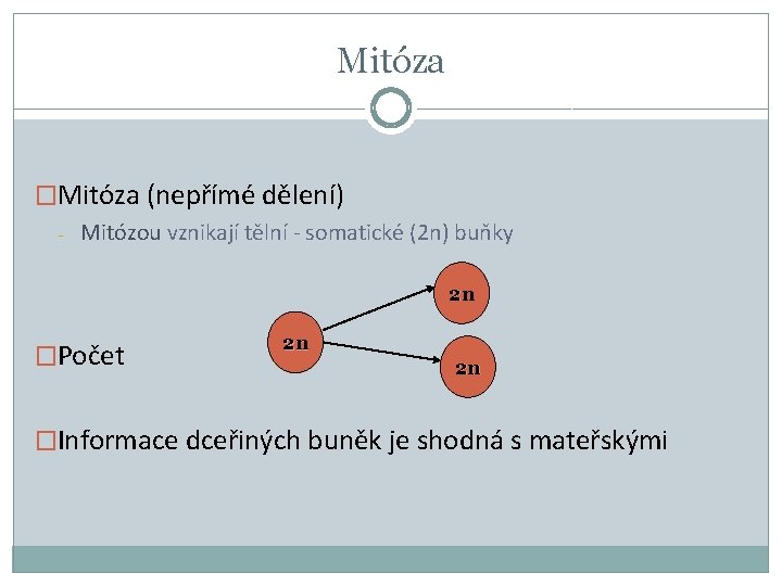 Mitóza �Mitóza (nepřímé dělení) - Mitózou vznikají tělní - somatické (2 n) buňky 2