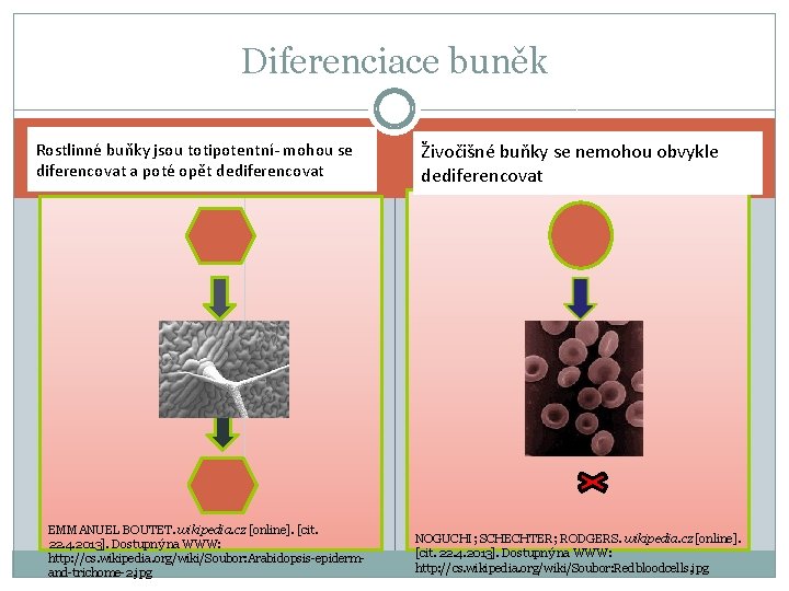 Diferenciace buněk Rostlinné buňky jsou totipotentní- mohou se diferencovat a poté opět dediferencovat EMMANUEL
