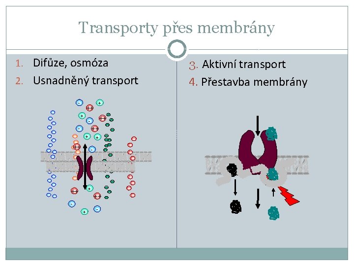 Transporty přes membrány 1. Difůze, osmóza 2. Usnadněný transport - ++ + + ++