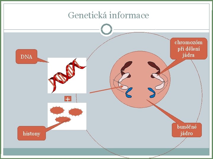 Genetická informace chromozóm při dělení jádra DNA + histony buněčné jádro 