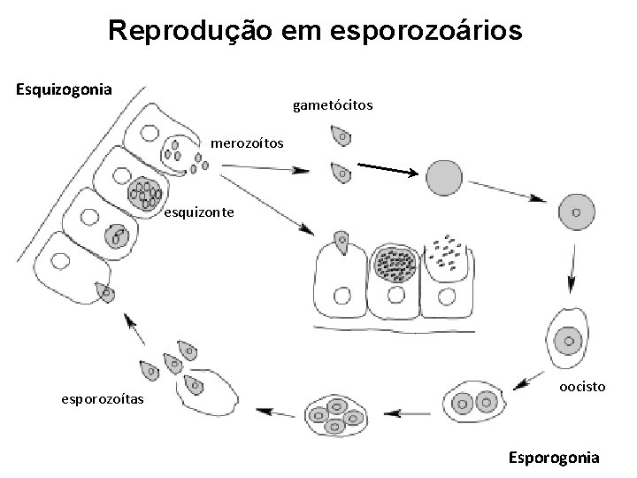 Reprodução em esporozoários Esquizogonia gametócitos merozoítos esquizonte esporozoítas oocisto Esporogonia 