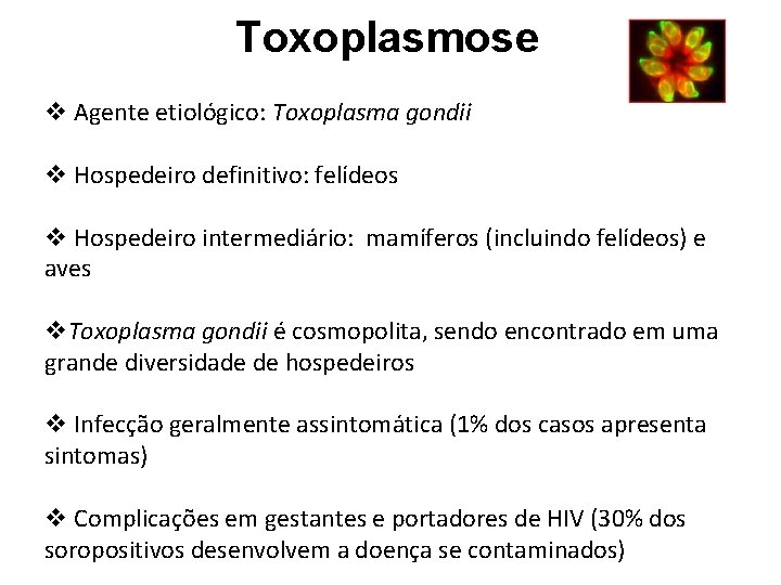 Toxoplasmose v Agente etiológico: Toxoplasma gondii v Hospedeiro definitivo: felídeos v Hospedeiro intermediário: mamíferos