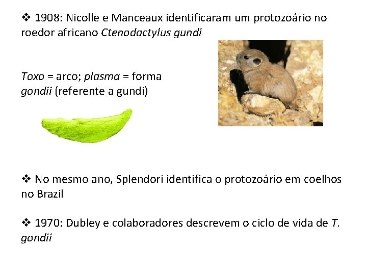 v 1908: Nicolle e Manceaux identificaram um protozoário no roedor africano Ctenodactylus gundi Toxo