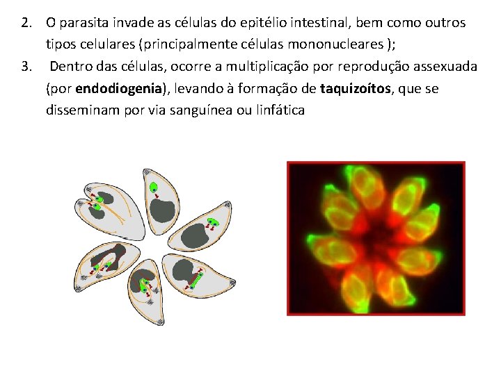 2. O parasita invade as células do epitélio intestinal, bem como outros tipos celulares