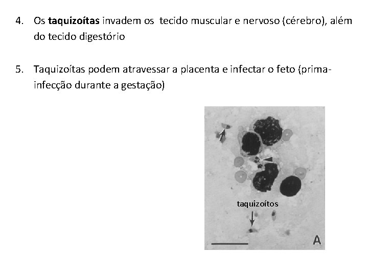 4. Os taquizoítas invadem os tecido muscular e nervoso (cérebro), além do tecido digestório