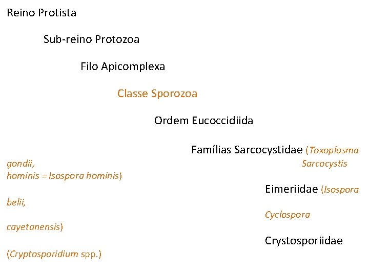 Reino Protista Sub-reino Protozoa Filo Apicomplexa Classe Sporozoa Ordem Eucoccidiida gondii, hominis = Isospora