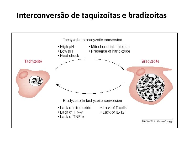 Interconversão de taquizoítas e bradizoítas 