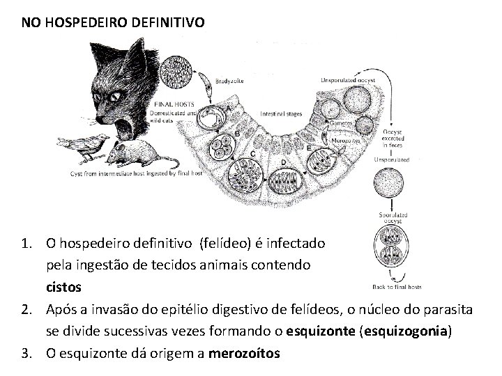 NO HOSPEDEIRO DEFINITIVO 1. O hospedeiro definitivo (felídeo) é infectado pela ingestão de tecidos