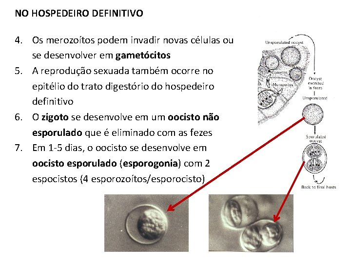 NO HOSPEDEIRO DEFINITIVO 4. Os merozoítos podem invadir novas células ou se desenvolver em