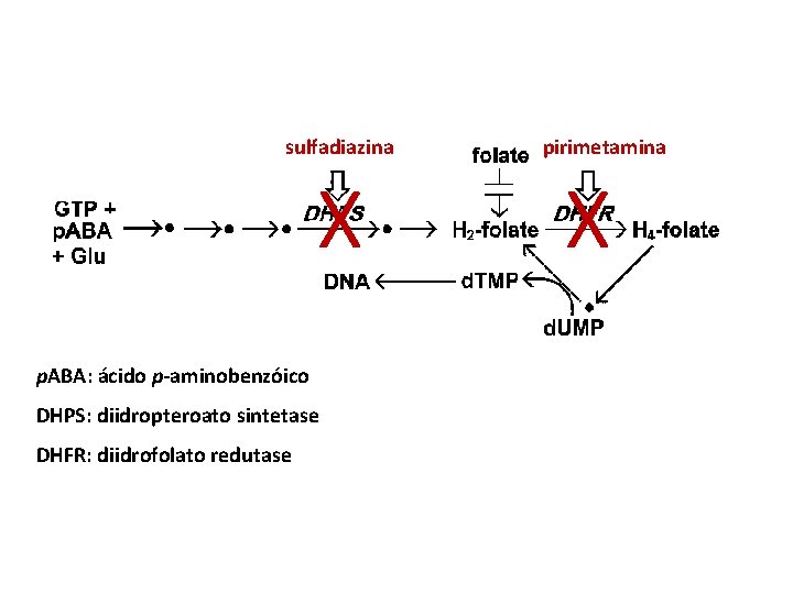 sulfadiazina X p. ABA: ácido p-aminobenzóico DHPS: diidropteroato sintetase DHFR: diidrofolato redutase pirimetamina X