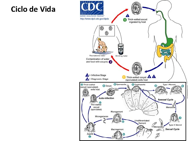Ciclo de Vida 