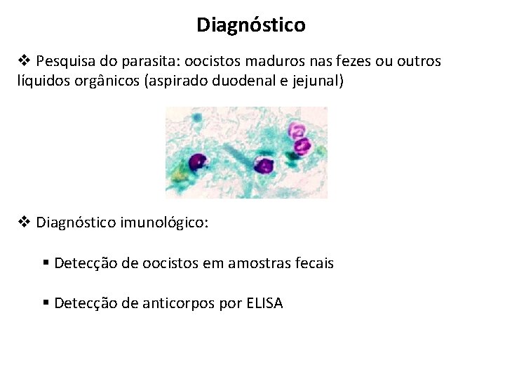 Diagnóstico v Pesquisa do parasita: oocistos maduros nas fezes ou outros líquidos orgânicos (aspirado