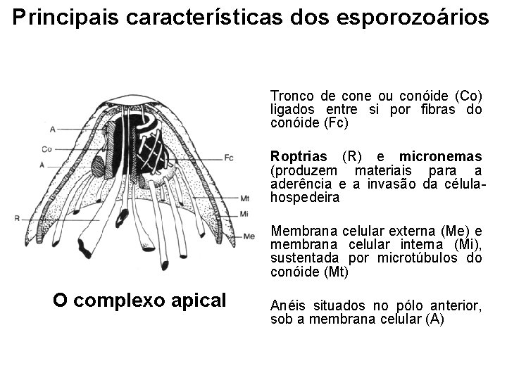 Principais características dos esporozoários Tronco de cone ou conóide (Co) ligados entre si por