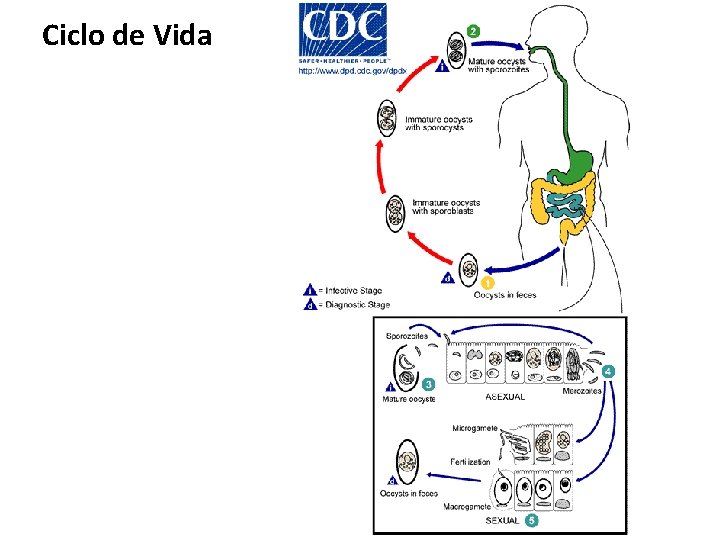 Ciclo de Vida 