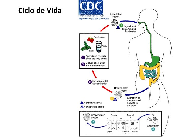 Ciclo de Vida 