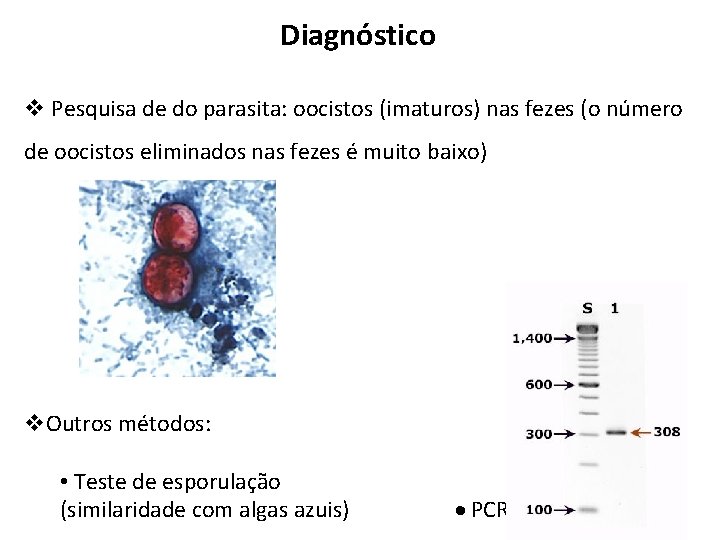 Diagnóstico v Pesquisa de do parasita: oocistos (imaturos) nas fezes (o número de oocistos