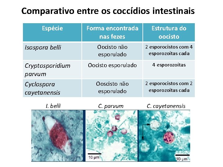 Comparativo entre os coccídios intestinais Espécie Isospora belli Cryptosporidium parvum Cyclospora cayetanensis I. belli