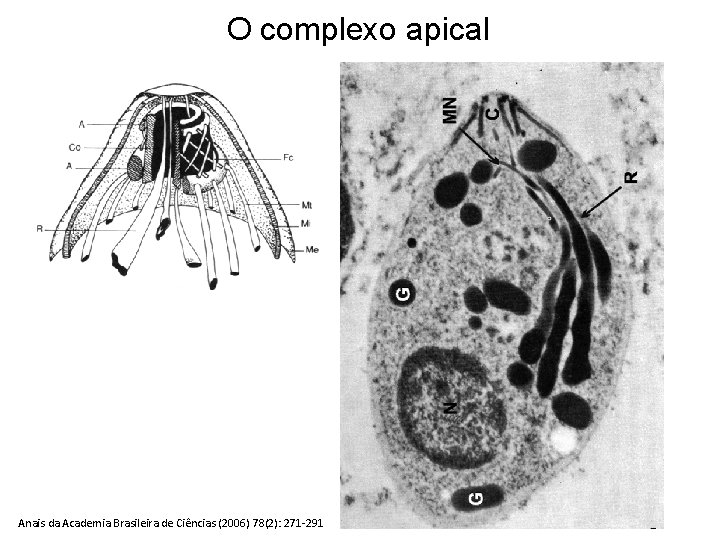 O complexo apical Anais da Academia Brasileira de Ciências (2006) 78(2): 271 -291 