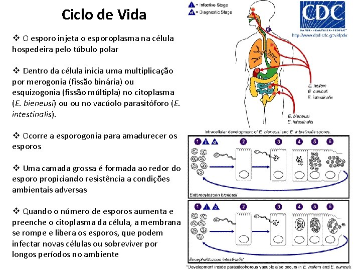 Ciclo de Vida v O esporo injeta o esporoplasma na célula hospedeira pelo túbulo