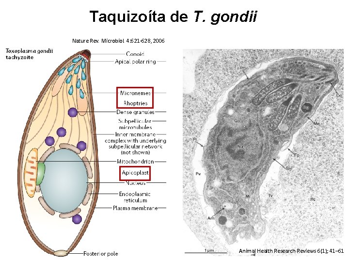 Taquizoíta de T. gondii Nature Rev. Microbiol. 4: 621 -628, 2006 Animal Health Research