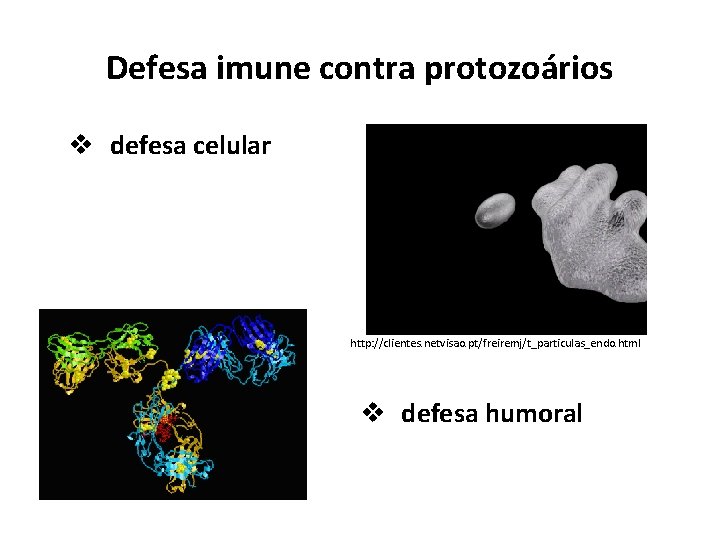 Defesa imune contra protozoários v defesa celular http: //clientes. netvisao. pt/freiremj/t_particulas_endo. html v defesa