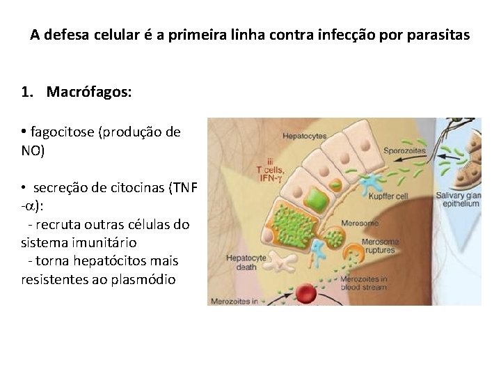 A defesa celular é a primeira linha contra infecção por parasitas 1. Macrófagos: •