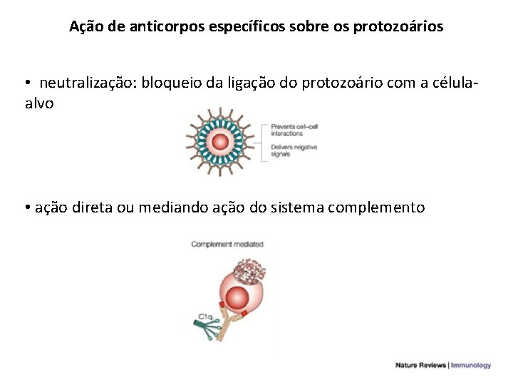 Ação de anticorpos específicos sobre os protozoários • neutralização: bloqueio da ligação do protozoário