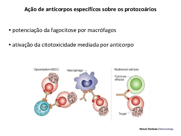 Ação de anticorpos específicos sobre os protozoários • potenciação da fagocitose por macrófagos •