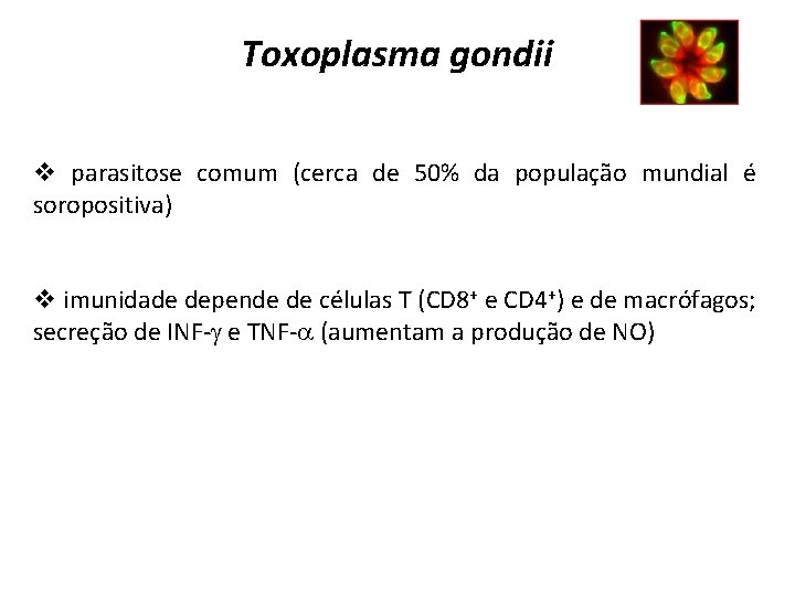 Toxoplasma gondii v parasitose comum (cerca de 50% da população mundial é soropositiva) v