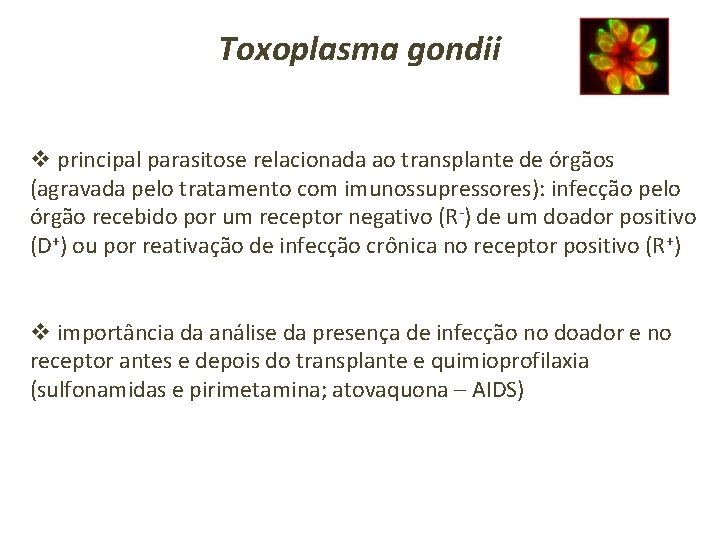 Toxoplasma gondii v principal parasitose relacionada ao transplante de órgãos (agravada pelo tratamento com