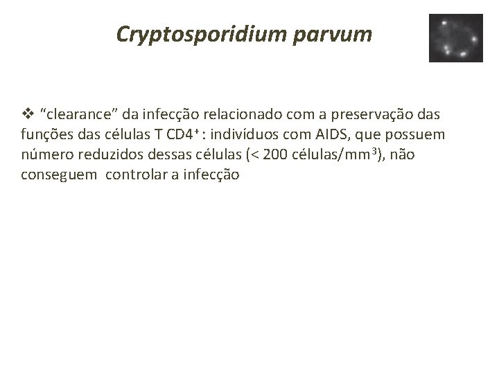 Cryptosporidium parvum v “clearance” da infecção relacionado com a preservação das funções das células