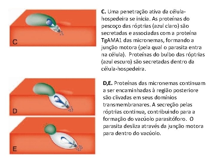 C. Uma penetração ativa da célulahospedeira se inicia. As proteínas do pescoço das róptrias