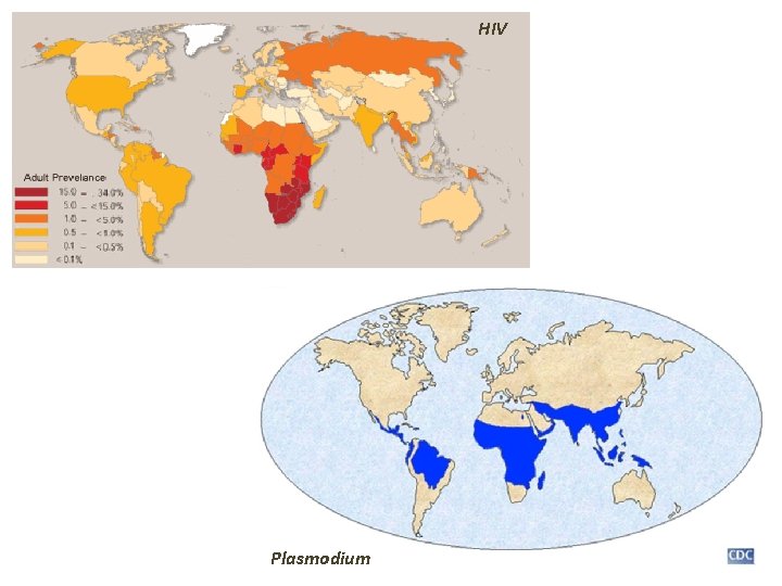 HIV Plasmodium 