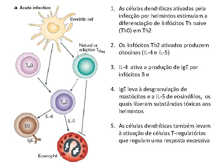 1. As células dendríticas ativadas pela infecção por helmintos estimulam a diferenciação de linfócitos