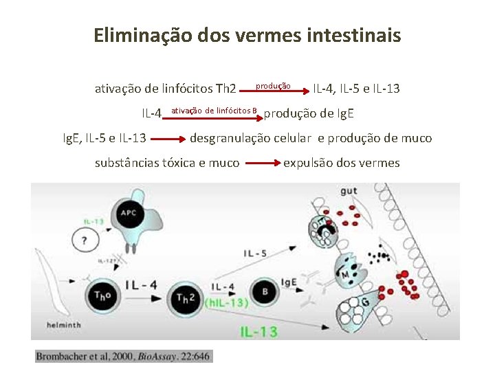 Eliminação dos vermes intestinais ativação de linfócitos Th 2 produção IL-4, IL-5 e IL-13