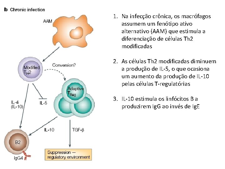 1. Na infecção crônica, os macrófagos assumem um fenótipo ativo alternativo (AAM) que estimula