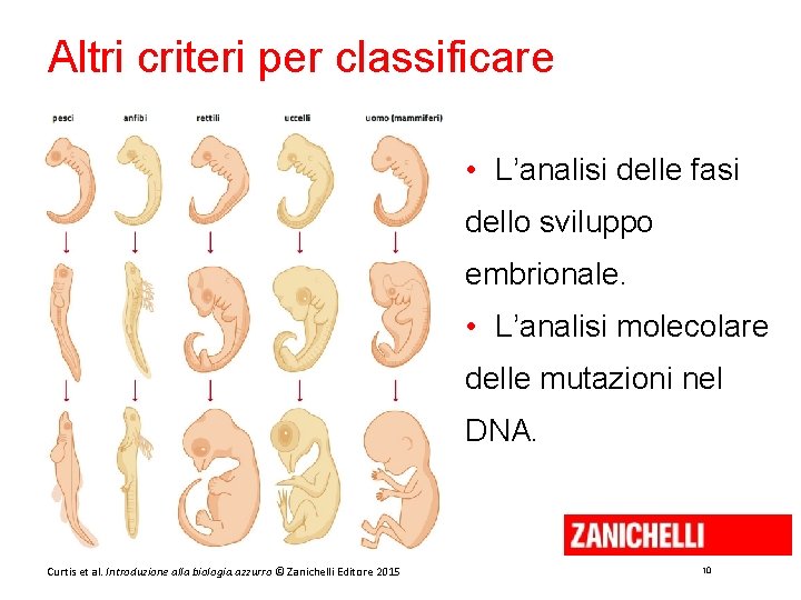 Altri criteri per classificare • L’analisi delle fasi dello sviluppo embrionale. • L’analisi molecolare