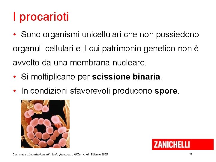 I procarioti • Sono organismi unicellulari che non possiedono organuli cellulari e il cui