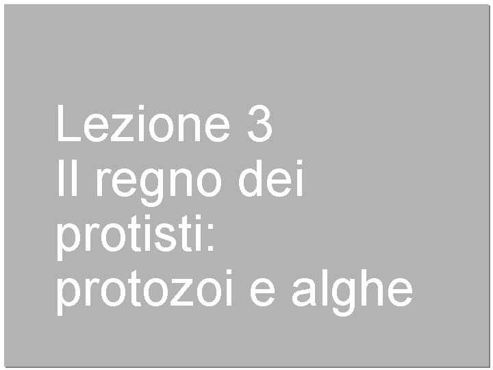 Lezione 3 Il regno dei protisti: protozoi e alghe 