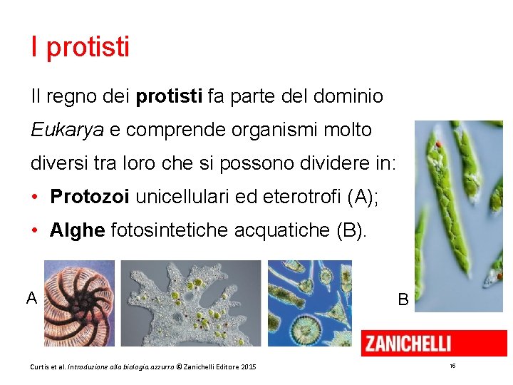 I protisti Il regno dei protisti fa parte del dominio Eukarya e comprende organismi