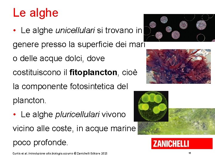 Le alghe • Le alghe unicellulari si trovano in genere presso la superficie dei
