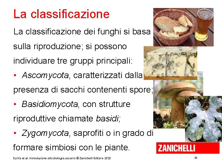 La classificazione dei funghi si basa sulla riproduzione; si possono individuare tre gruppi principali: